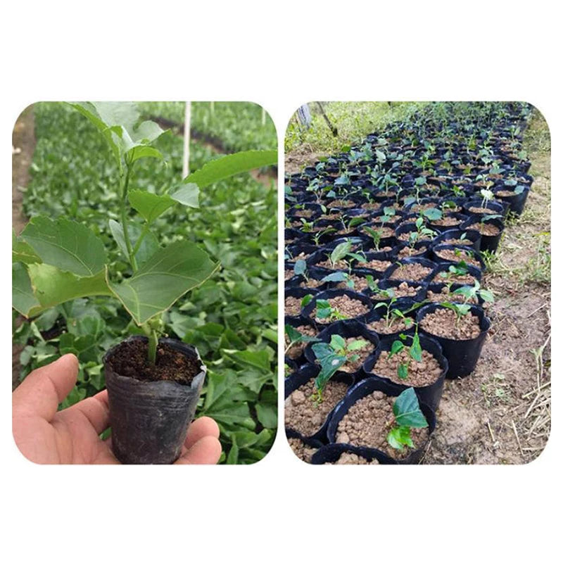 100 Pcs Plastic Seedling Nursery Pots & Plant Starter Cups Seedling Nursery Pots Richie's